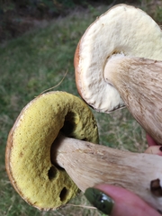 Boletus edulis