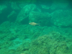 Trachinotus ovatus