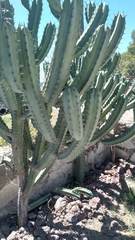 Myrtillocactus geometrizans
