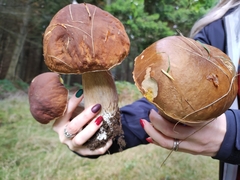 Boletus edulis