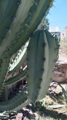 Myrtillocactus geometrizans