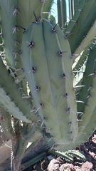 Myrtillocactus geometrizans