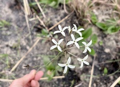 Kohautia amatymbica
