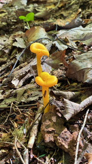 Cantharellus minor