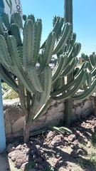 Myrtillocactus geometrizans