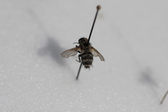 Tachinidae