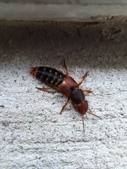Platydracus immaculatus