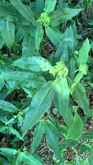 Commelina virginica