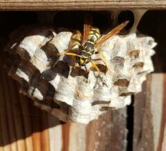 Polistes dominula