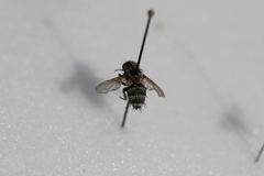 Tachinidae