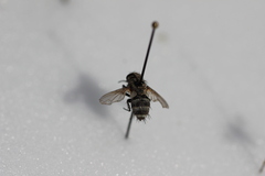 Tachinidae