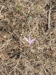 Colchicum laetum