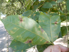 Phylloxera notabilis