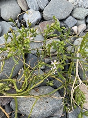Cakile edentula