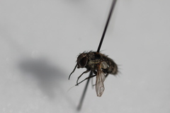 Tachinidae