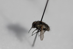 Tachinidae