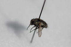 Tachinidae