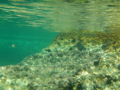 Trachinotus ovatus