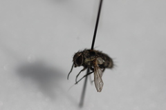 Tachinidae