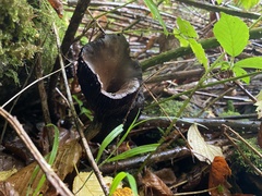 Craterellus cornucopioides