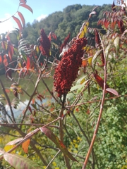 Rhus glabra