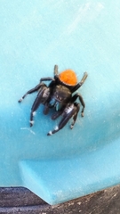Phidippus texanus
