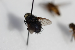 Tachinini