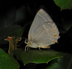 Favonius quercus