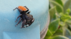 Phidippus texanus
