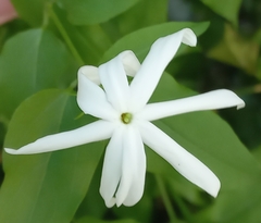 Jasminum multipartitum