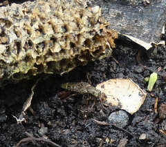 Ontholestes cingulatus