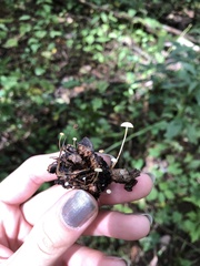 Strobilurus conigenoides