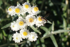 Toxomerus occidentalis