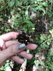 Strobilurus conigenoides