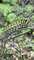 Papilio polyxenes asterius