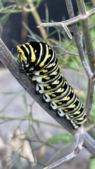 Papilio polyxenes asterius