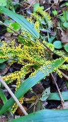 Physarum polycephalum