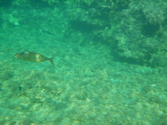 Seriola dumerili