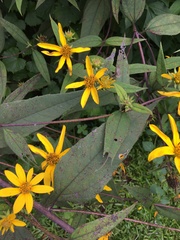 Helianthus microcephalus