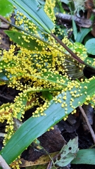 Physarum polycephalum