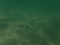 Menticirrhus undulatus
