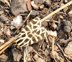 Apantesis nevadensis