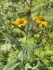 Helianthus tuberosus