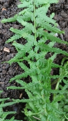 Tanacetum vulgare