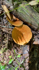 Lactarius peckii