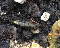 Ontholestes cingulatus