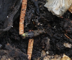 Ontholestes cingulatus