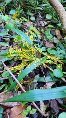 Physarum polycephalum