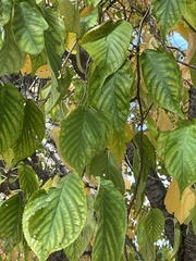 Prunus avium