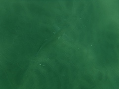 Menticirrhus undulatus